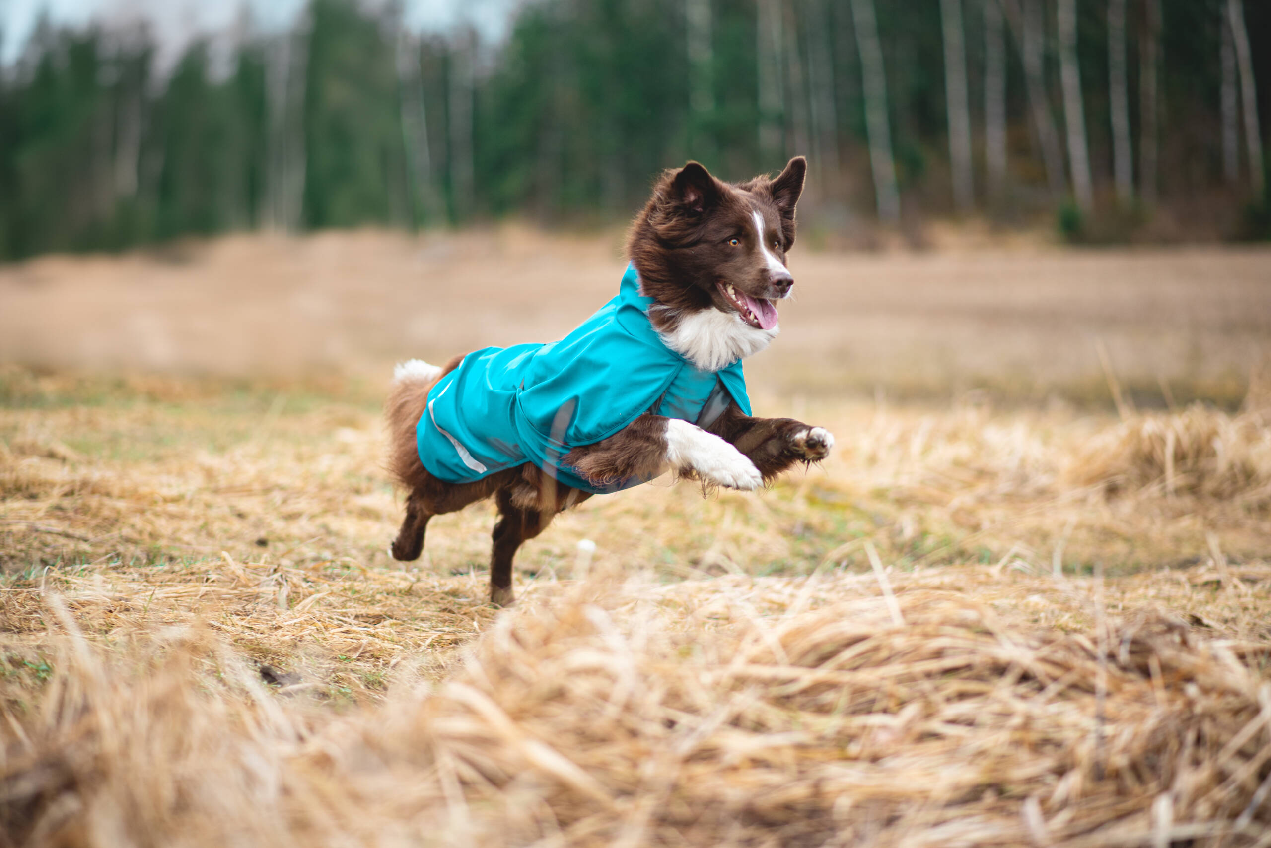 KuoriPomppa - Afbeelding 7