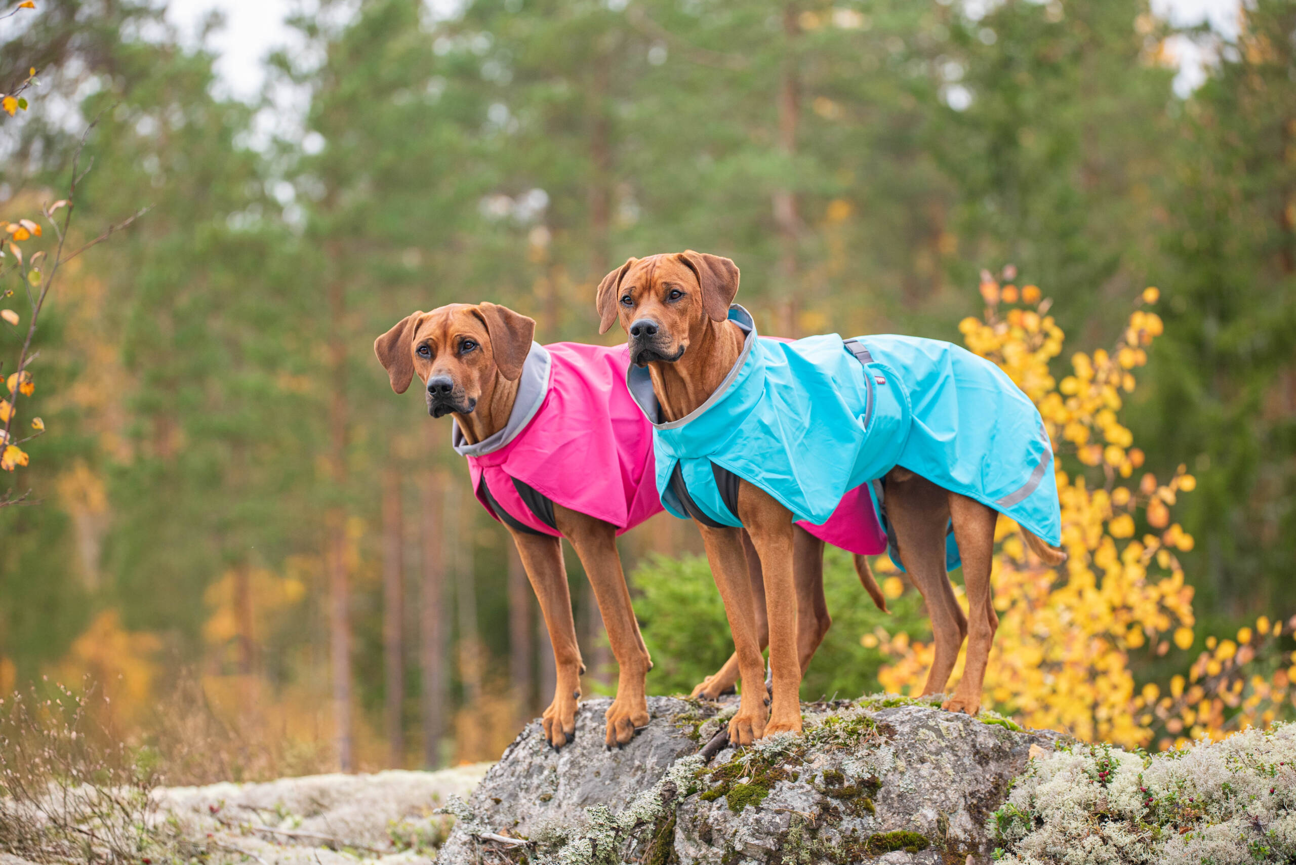 KuoriPomppa - Afbeelding 6