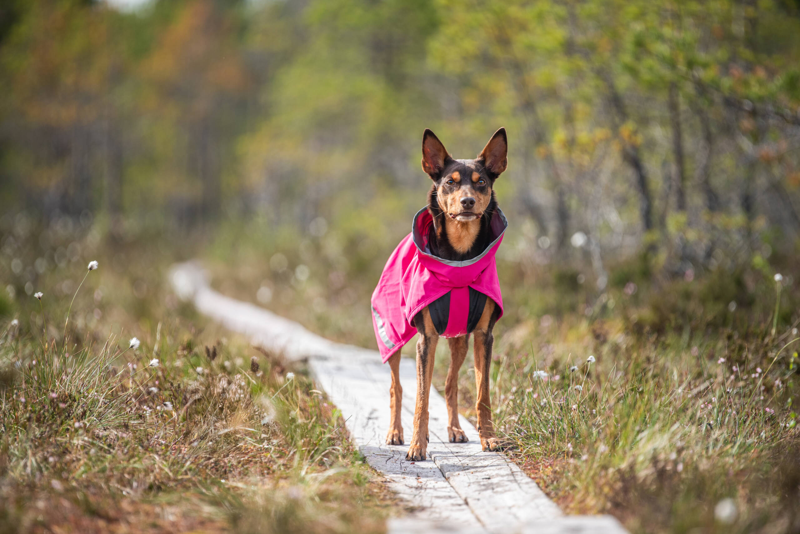 KuoriPomppa - Afbeelding 13