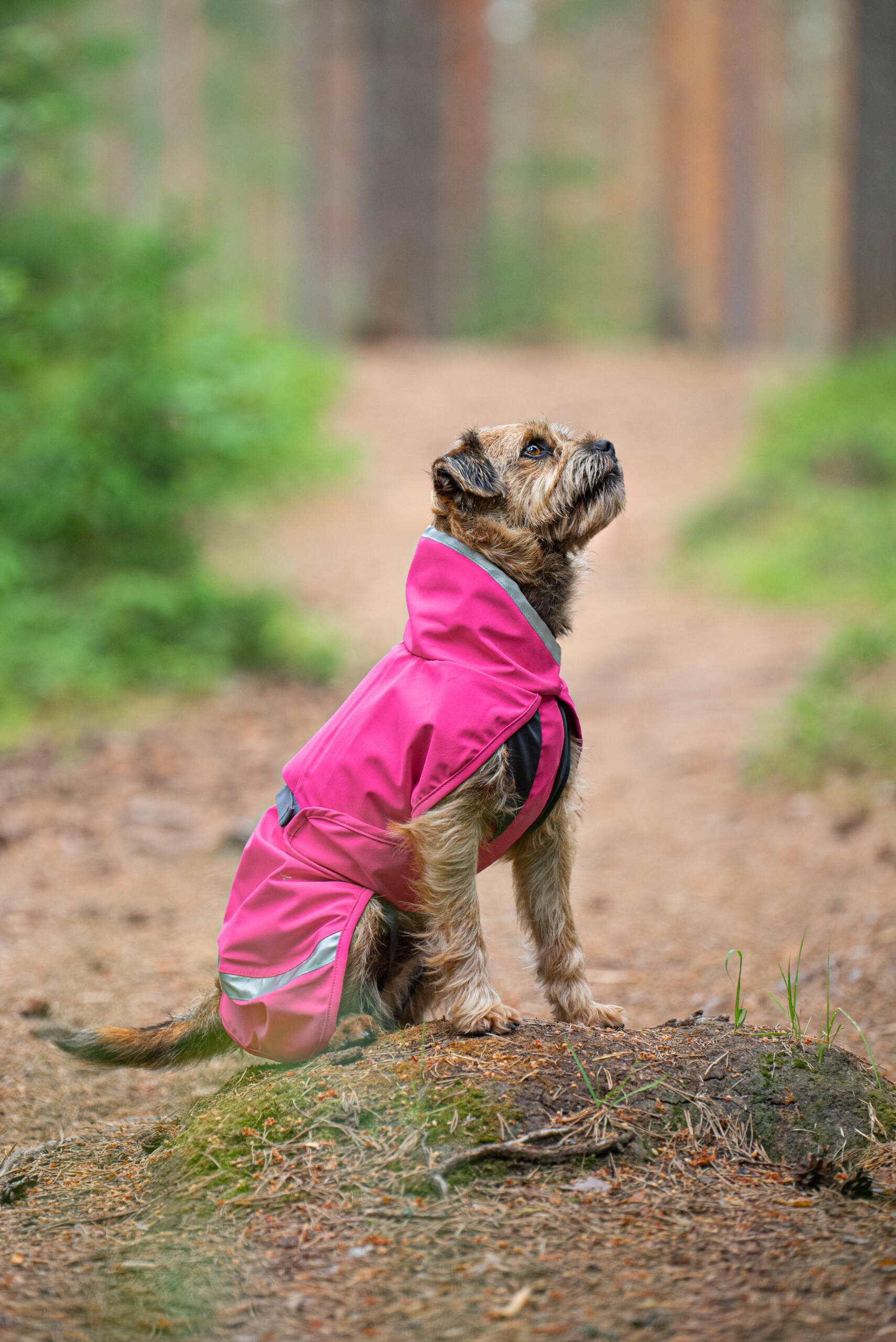 KuoriPomppa - Afbeelding 12