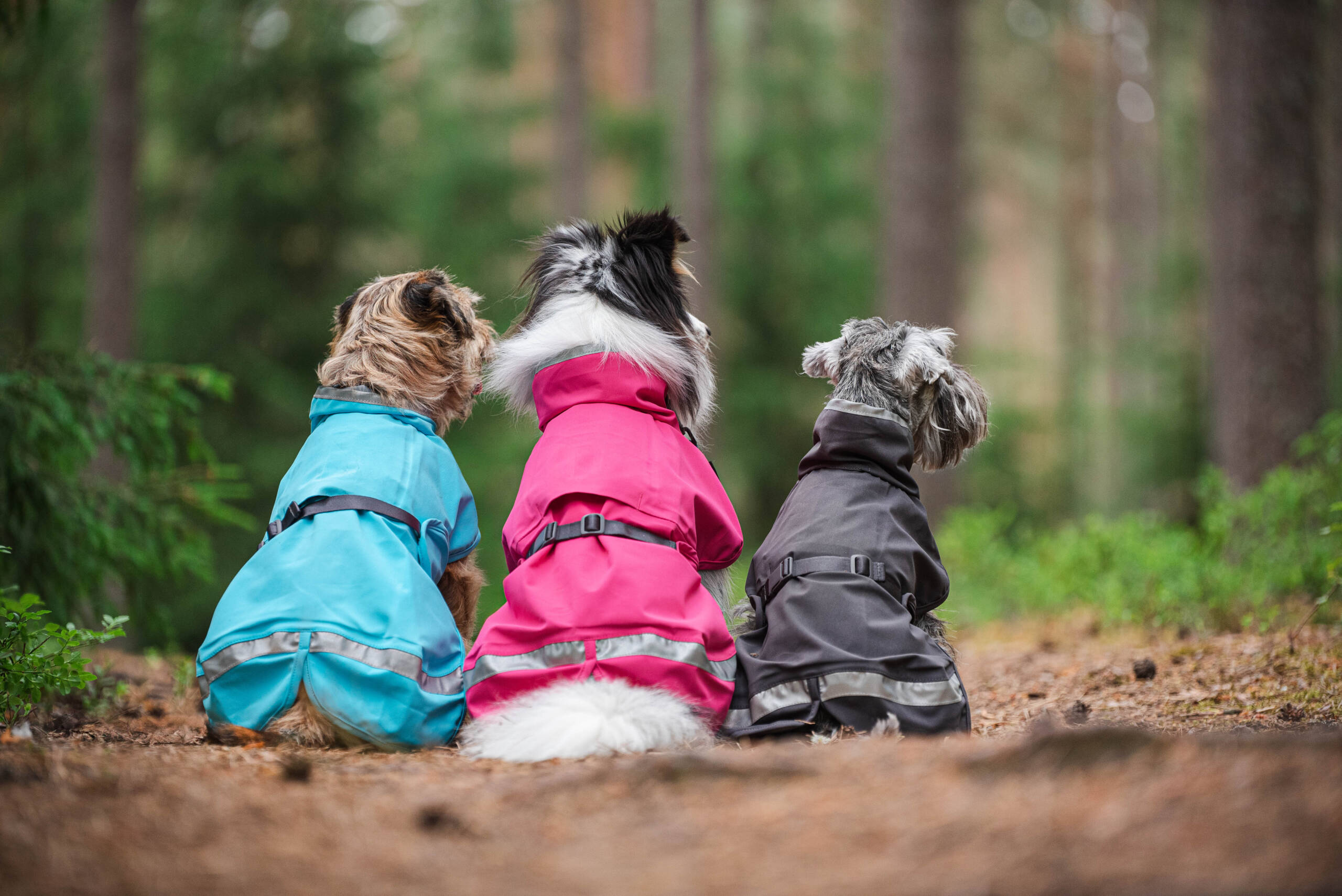 KuoriPomppa - Afbeelding 15